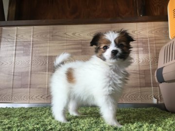 パピヨン【茨城県・女の子・2017年3月2日・ホワイト&ブラウン】の写真「可愛い女の子生まれました💕」