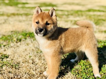 柴犬(豆柴)【茨城県・女の子・2019年12月29日・赤】の写真「✨両親・豆柴認定犬✨　甘えん坊な女の子💕」