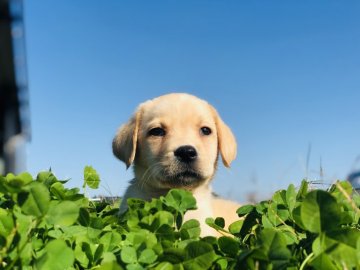 ラブラドールレトリバー【茨城県・男の子・2019年10月1日・イエロー】の写真「可愛い男の子💕 甘えん坊です💕✨特別価格✨」