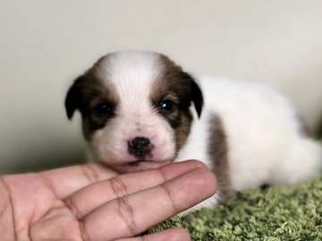 ジャックラッセルテリア【茨城県・男の子・2019年1月20日・ホワイト&タン】の写真「可愛い男の子✨ 甘えん坊です✨」