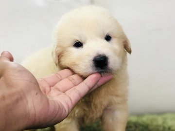 グレートピレニーズ【茨城県・男の子・2019年7月31日・ホワイト】の写真「✨人懐っこい性格の男の子✨✨」