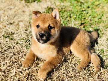 柴犬(豆柴)【茨城県・男の子・2019年12月29日・赤】の写真「両親豆柴認定犬✨✨」