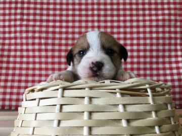 ジャックラッセルテリア【茨城県・女の子・2016年11月9日・ホワイト&タン】の写真「可愛い女の子💕可愛すぎます💗」