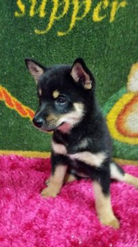 柴犬(豆柴)【茨城県・女の子・2015年6月12日・ブラック】の写真「♪両親共にKCの豆柴認定犬です♪」