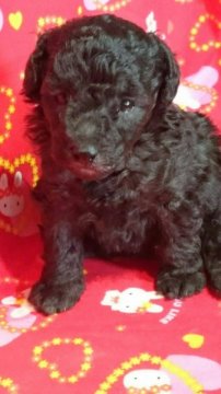 トイプードル(トイ)【茨城県・女の子・2015年9月30日・ブラック】の写真「★1番の甘えん坊さん・かわいい女の子★」