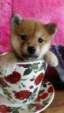 柴犬(豆柴)【茨城県・男の子・2015年3月13日・赤】の写真「両親共に豆柴認定犬です！！」
