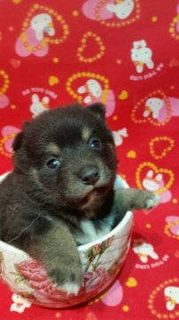 柴犬(豆柴)【茨城県・男の子・2015年10月5日・黒】の写真「両親・両祖父母☆豆柴認定犬☆3代目豆柴犬です！！」