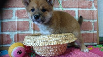 柴犬(豆柴)【茨城県・男の子・2016年6月16日・赤】の写真「コロコロ(●^o^●)可愛い♪両親豆柴認定犬♪」