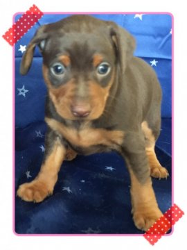 ミニチュアピンシャー【茨城県・男の子・2016年1月22日・チョコレート&タン】の写真「可愛い男の子(^^)」