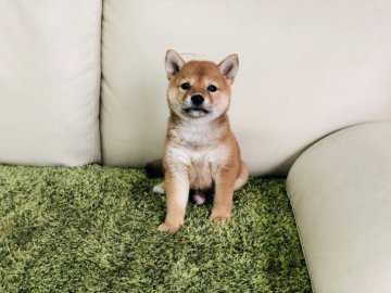 柴犬(豆柴)【茨城県・女の子・2019年7月22日・赤】の写真「✨両親 豆柴認定犬✨」