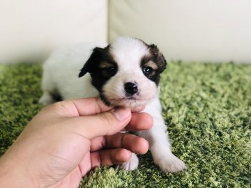 パピヨン【茨城県・女の子・2018年11月21日・ホワイト&ブラウン】の写真「クリスマス特別価格‼️ ⭐️甘えん坊な女の子⭐️」