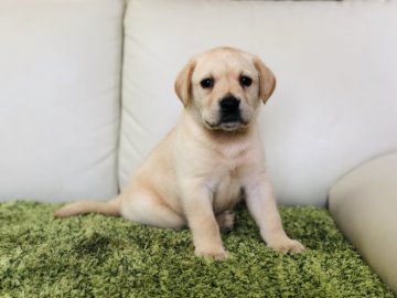 ラブラドールレトリバー【茨城県・男の子・2019年4月21日・イエロー】の写真「可愛い男の子💕」