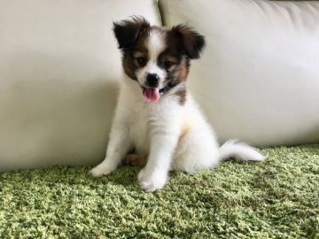 パピヨン【茨城県・男の子・2018年5月18日・ホワイト&ブラウン】の写真「🍀甘えん坊で人懐っこい男の子🍀」
