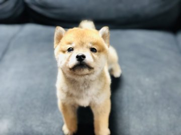 柴犬(豆柴)【茨城県・男の子・2020年1月15日・赤】の写真「✨✨両親豆柴認定犬✨✨　🍀甘えん坊な男の子🍀」