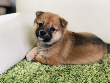 柴犬(豆柴)【茨城県・女の子・2019年4月1日・赤】の写真「✨両親KCの豆柴認定犬✨」