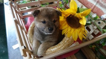 柴犬(豆柴)【茨城県・女の子・2016年5月22日・赤】の写真「コロｯコロU^ェ^Uあいくるしいです💕」