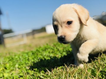 ラブラドールレトリバー【茨城県・女の子・2019年10月1日・イエロー】の写真「甘えん坊な女の子💕」