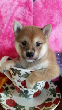柴犬(豆柴)【茨城県・男の子・2015年4月27日・赤】の写真「両親ともに、豆柴認定犬です！！」