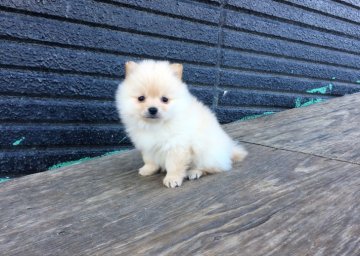 ポメラニアン【茨城県・男の子・2017年10月29日・クリーム】の写真「モコモコの甘えん坊！ クリスマス特別価格🎄✨」