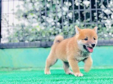 柴犬(豆柴)【茨城県・男の子・2019年7月15日・赤】の写真「☆両親豆柴認定犬☆」