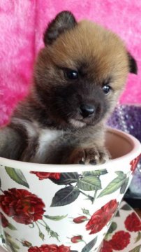 柴犬(豆柴)【茨城県・女の子・2015年3月8日・赤】の写真「両親共に豆柴認定犬です!!」