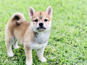 柴犬(豆柴)【茨城県・女の子・2019年7月21日・赤】の写真「✨甘えん坊で人懐っこい女の子✨」