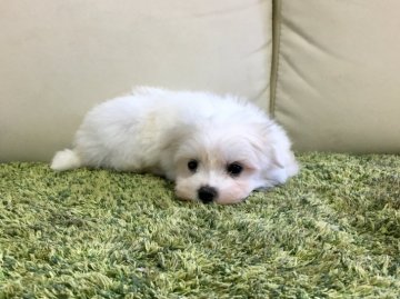 マルチーズ【茨城県・男の子・2018年9月1日・ホワイト】の写真「特別価格です✨✨✨」