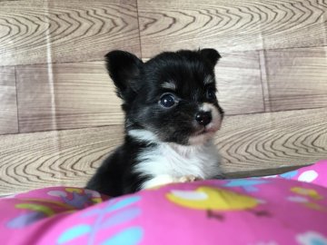 チワワ(ロング)【茨城県・女の子・2017年5月20日・ブラックタン&ホワイト】の写真「可愛い女の子❤️」