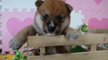 柴犬(豆柴)【茨城県・女の子・2016年6月5日・赤】の写真「可愛いやんちゃな女の子🎀両親KC豆柴認定犬」