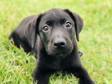 ラブラドールレトリバー【茨城県・男の子・2019年8月7日・ブラック】の写真「ブラックの人懐っこい男の子✨可愛いです✨」