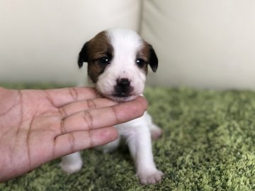 ジャックラッセルテリア【茨城県・女の子・2019年1月20日・ホワイト&タン】の写真「可愛すぎる女の子✨ 可愛いです💕」