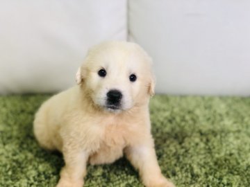 グレートピレニーズ【茨城県・男の子・2019年7月31日・ホワイト】の写真「ふわふわもこもこの可愛い男の子💕」