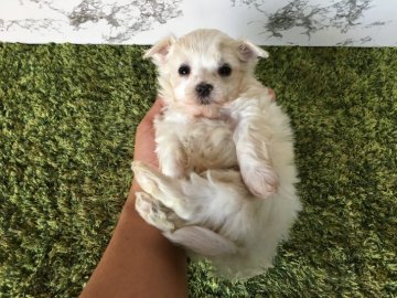 マルチーズ【茨城県・男の子・2017年12月11日・ホワイト】の写真「ふわふわモコモコの男の子✨甘えん坊です💕」