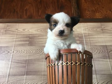パピヨン【茨城県・男の子・2017年3月2日・ホワイト&ブラウン】の写真「可愛い男の子💕」