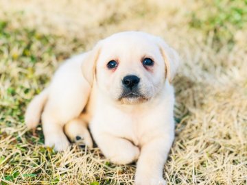 ラブラドールレトリバー【茨城県・女の子・2019年11月13日・イエロー】の写真「人懐っこい女の子💕」