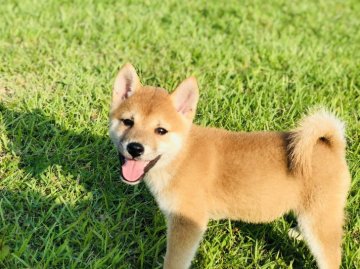 柴犬(豆柴)【茨城県・女の子・2019年7月21日・赤】の写真「💕甘えん坊で人懐っこい女の子💕」