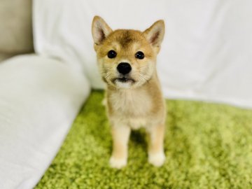 柴犬(豆柴)【茨城県・男の子・2020年7月23日・赤】の写真「甘えん坊で人懐っこい男の子💕」