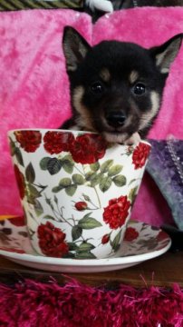 柴犬(豆柴)【茨城県・男の子・2015年4月25日・ブラック】の写真「両親ともに、豆柴認定犬です！！」