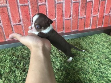 チワワ(ロング)【茨城県・女の子・2018年3月28日・チョコタン】の写真「✨極小チワワ✨ 🍀特別価格🍀」