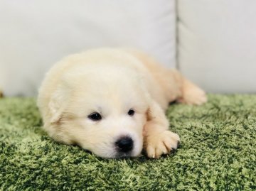 グレートピレニーズ【茨城県・男の子・2019年7月31日・ホワイト】の写真「甘えん坊な男の子✨✨もこもこです✨」