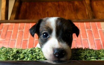 ジャックラッセルテリア【茨城県・男の子・2017年9月4日・ホワイト&タン】の写真「可愛すぎる赤ちゃん💗」