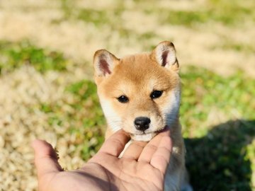 柴犬(豆柴)【茨城県・女の子・2019年12月29日・赤】の写真「了解豆柴認定犬✨」