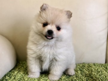 ポメラニアン【茨城県・女の子・2018年12月10日・ホワイト】の写真「小さくて毛量の多い女の子‼️ 良い子です😍」