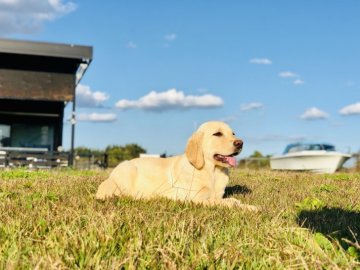 ラブラドールレトリバー【茨城県・女の子・2019年8月7日・イエロー】の写真「甘えん坊な女の子💕✨特別価格✨」