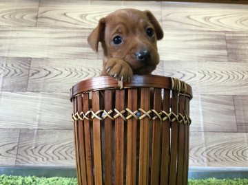 ミニチュアピンシャー【茨城県・女の子・2016年9月8日・レッド】の写真「可愛い女の子です💕可愛すぎます😍」