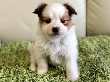 パピヨン【茨城県・男の子・2018年11月21日・ホワイト&ブラウン】の写真「クリスマス特別価格‼️⭐️ 大人気のパピヨン⭐️」