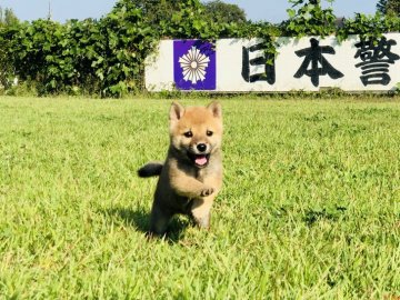 柴犬(豆柴)【茨城県・女の子・2019年8月7日・赤】の写真「✨両親豆柴認定犬✨ 人懐っこい女の子💕」