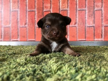 チワワ(ロング)【茨城県・男の子・2017年11月1日・チョコレートタン&ホワイト】の写真「可愛いチワワ🎵 クリスマス特別価格🎄」