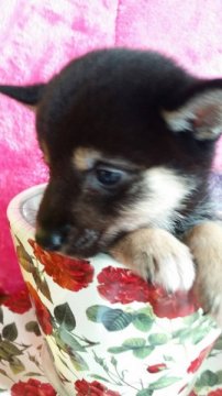 柴犬(豆柴)【茨城県・男の子・2015年4月25日・ブラック】の写真「★両親共にKCの豆柴認定犬です★」