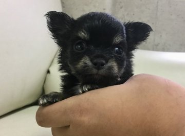 チワワ(ロング)【茨城県・男の子・2018年5月1日・ブラック&タン】の写真「甘えん坊な男の子🎵」